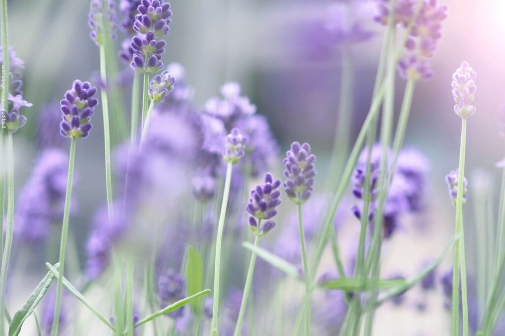 Schweizer Seifen Handgemachte Seifen mit Lavendel